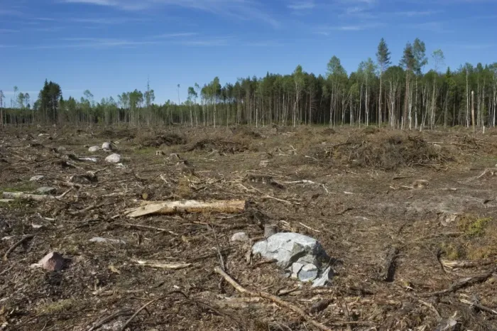 Framed Print : Clear-cut coniferous forest, Sweden, june