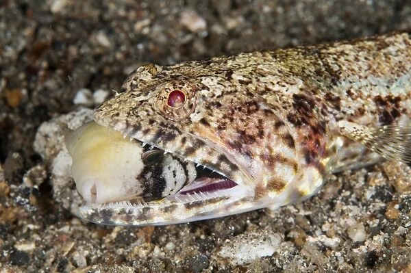 Clearfin Lizardfish (Synodus dermatogenys) adult, close-up of head, with Yellowmargin Triggerfish