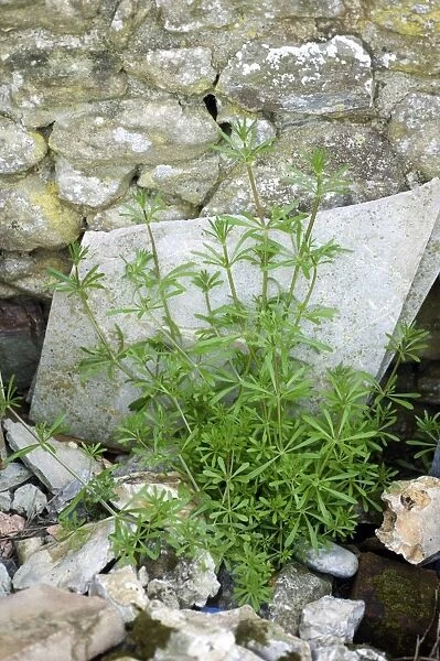 Cleavers, Galium aparine, growing among builders rubble and materials