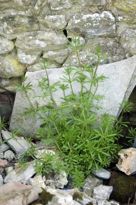 Framed Print : Cleavers, Galium aparine, growing among builders rubble and materials Framed Print : Cleavers, Galium aparine, growing among builders rubble and materials