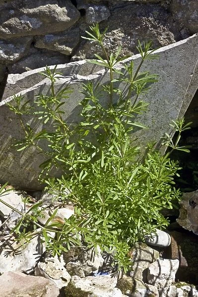 Cleavers or goosegrass, Galium aparine, plant growing amonst garden rubble