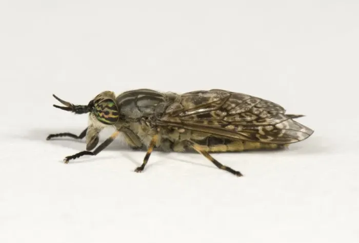 Framed Print : Cleg-fly or horse-fly, Haematopota pluvialis, adult female biting fly Framed Print : Cleg-fly or horse-fly, Haematopota pluvialis, adult female biting fly