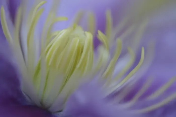 Framed Print : Clematis (Clematis sp. ) Piilu flowering, close-up of stamens, early morning, England Framed Print : Clematis (Clematis sp. ) Piilu flowering, close-up of stamens, early morning, England