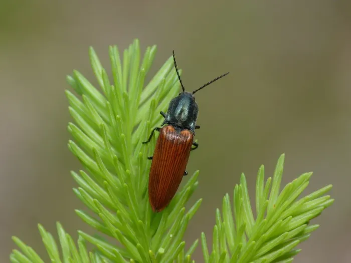 Framed Print : Click Beetle (Athous haemorrhoidalis) adult, resting on conifer leaves, Dolomites, Italian Alps, Northern Italy, June