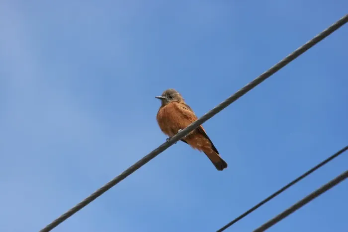 Framed Print : Cliff Flycatcher (Hirundinea ferruginea) adult, perched on overhead wire, Quilmes, Salta, Argentina, april Framed Print : Cliff Flycatcher (Hirundinea ferruginea) adult, perched on overhead wire, Quilmes, Salta, Argentina, april