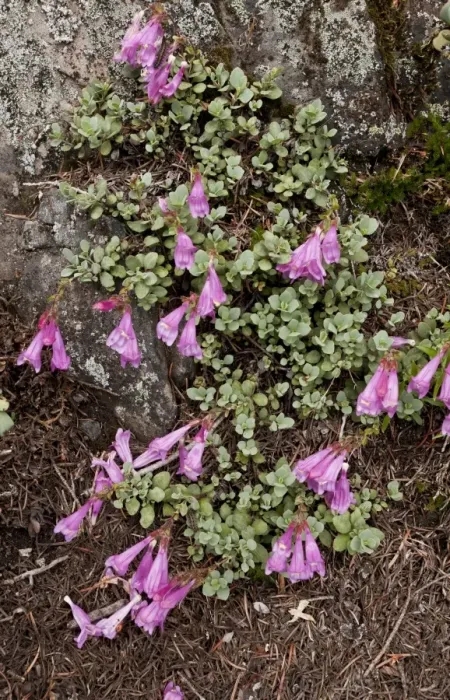 Framed Print : Cliff Penstemon (Penstemon rupicola) flowering, Cone Peak, Central Cascade Mountains, Oregon, U. S. A. july Framed Print : Cliff Penstemon (Penstemon rupicola) flowering, Cone Peak, Central Cascade Mountains, Oregon, U. S. A. july