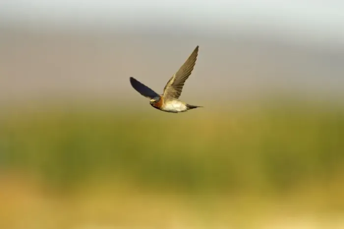 Framed Print : Cliff Swallow (Hirundo pyrrhonota) adult, in flight, Klamath National Wildlife Refuge, Oregon, U. S. A Framed Print : Cliff Swallow (Hirundo pyrrhonota) adult, in flight, Klamath National Wildlife Refuge, Oregon, U. S. A