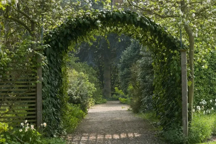 Framed Print : Climber foliage on archway over garden path, Norfolk, England, april Framed Print : Climber foliage on archway over garden path, Norfolk, England, april
