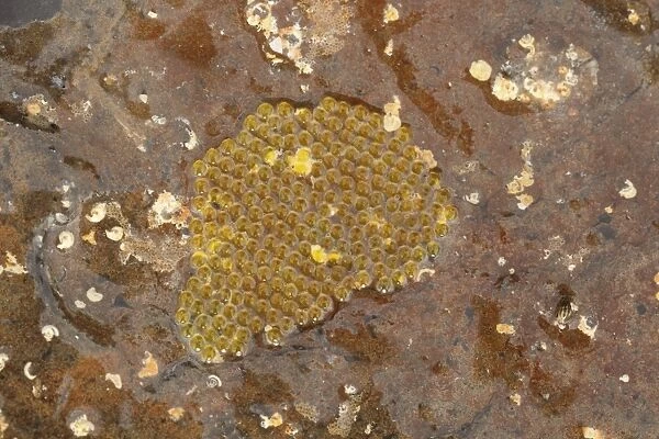 Clingfish (Gobiesocidae sp. ) egg mass under rock, Kimmeridge, Isle of Purbeck, Dorset, England, March