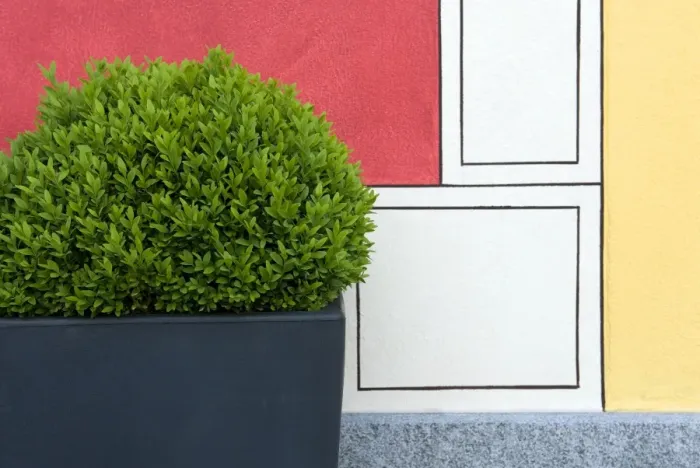 Framed Print : Clipped Box (Buxus sempervirens) bush in container, beside painted wall in garden, Locarno, Ticino, Switzerland