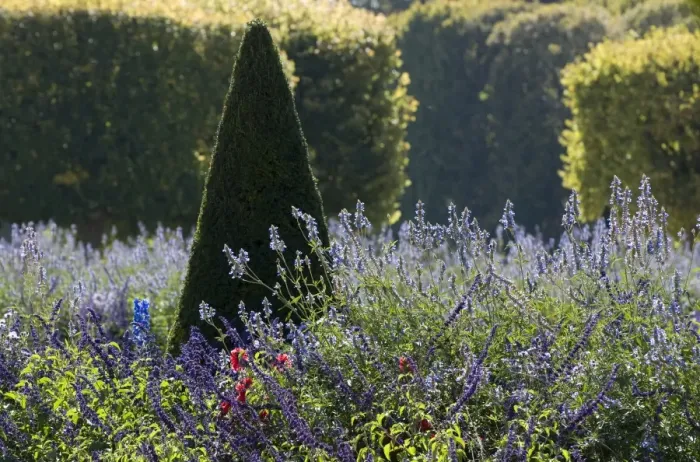 Framed Print : Clipped conical shaped tree and lavender garden, Palace of Versailles, Versailles, France, september