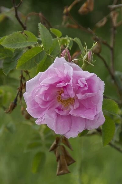 Close of the damask Rose Rosa damascena, used to make Rose oil for the perfumery industry
