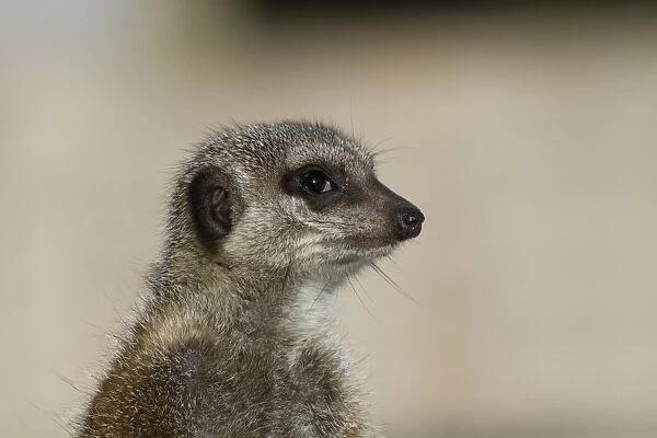 Close up of Meerkat looking alert
