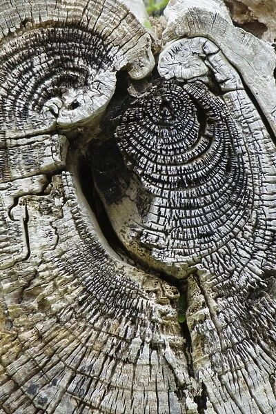 Close-up of dead tree trunk, Jersey, Channel Islands, May