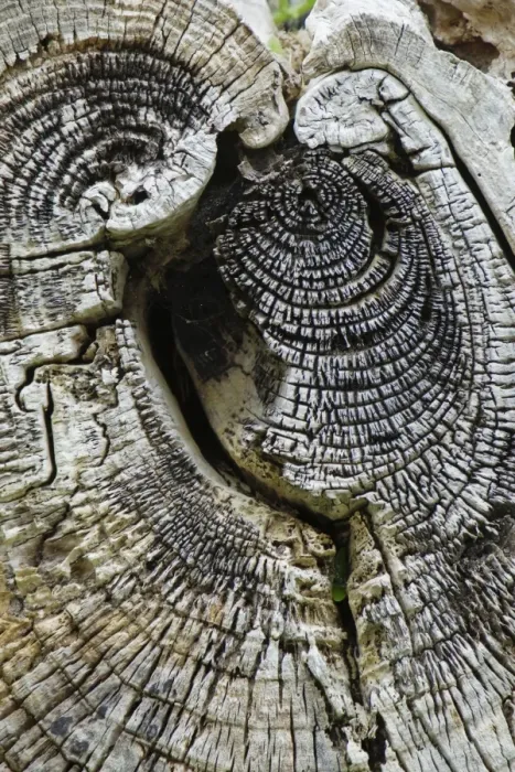Framed Print : Close-up of dead tree trunk, Jersey, Channel Islands, May Framed Print : Close-up of dead tree trunk, Jersey, Channel Islands, May
