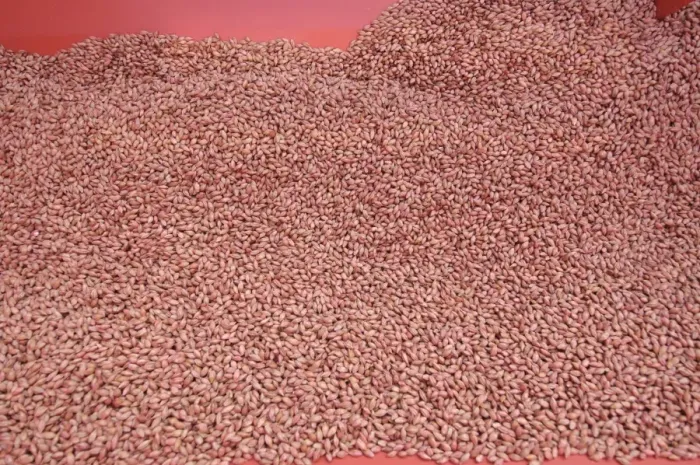 Framed Print : Close-up of Westminster spring barley seeds in seed drill hopper, Pilling, Lancashire, England, march Framed Print : Close-up of Westminster spring barley seeds in seed drill hopper, Pilling, Lancashire, England, march