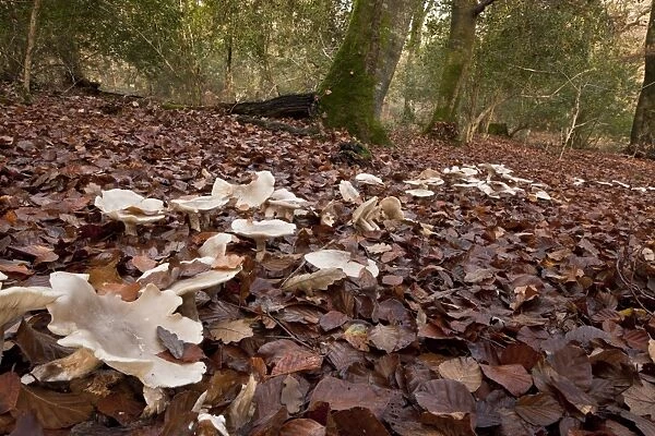 Clouded Agaric (Clitocybe nebularis) fruiting bodies, growing in fairy ring amongst leaf litter