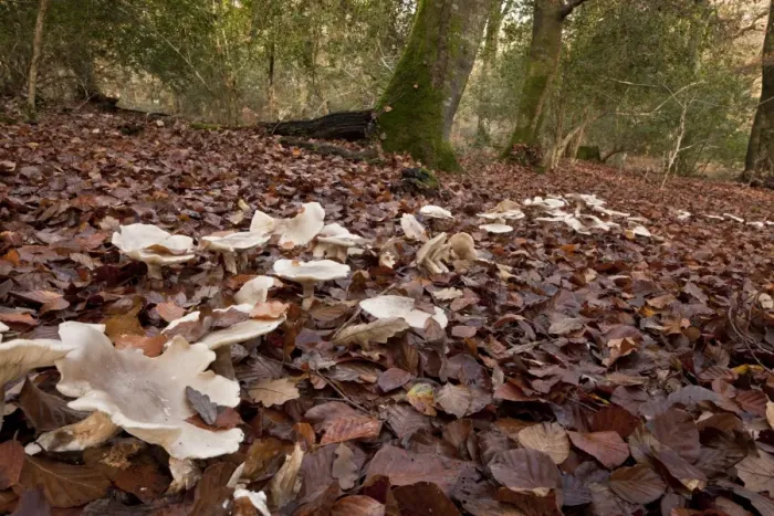Framed Print : Clouded Agaric (Clitocybe nebularis) fruiting bodies, growing in fairy ring amongst leaf litter