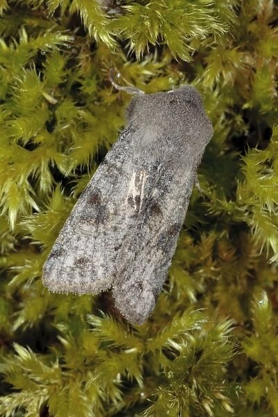 Clouded Drab (Orthosia incerta) adult, resting on moss, Powys, Wales, April