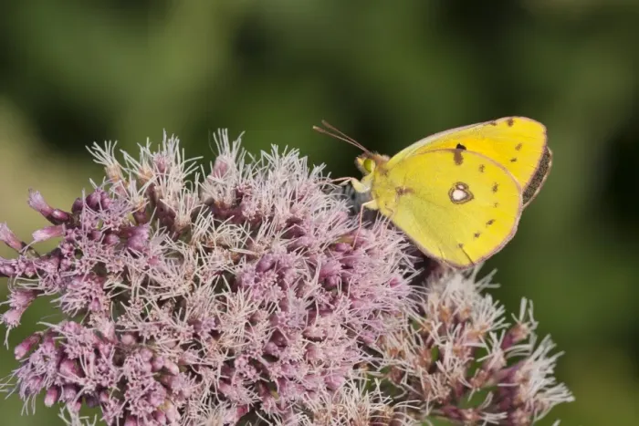 Framed Print : Clouded Yellow (Colias croceus) adult, feeding on Hemp Agrimony (Eupatorium cannabinum) flowers in garden, England, august Framed Print : Clouded Yellow (Colias croceus) adult, feeding on Hemp Agrimony (Eupatorium cannabinum) flowers in garden, England, august