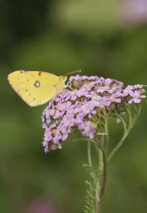 Framed Print : Clouded Yellow (Colias croceus) adult, feeding on Yarrow (Achillea millefolium) flowers in garden, England, august Framed Print : Clouded Yellow (Colias croceus) adult, feeding on Yarrow (Achillea millefolium) flowers in garden, England, august