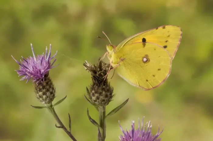 Framed Print : Clouded Yellow (Colias croceus) adult, underside, resting on flowerhead, Sussex, England Framed Print : Clouded Yellow (Colias croceus) adult, underside, resting on flowerhead, Sussex, England