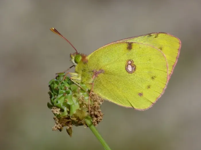 Framed Print : Clouded Yellow (Colias croceus) adult, resting on Salad Burnet (Sanguisorba minor), Cannobina Valley, Italian Alps Framed Print : Clouded Yellow (Colias croceus) adult, resting on Salad Burnet (Sanguisorba minor), Cannobina Valley, Italian Alps