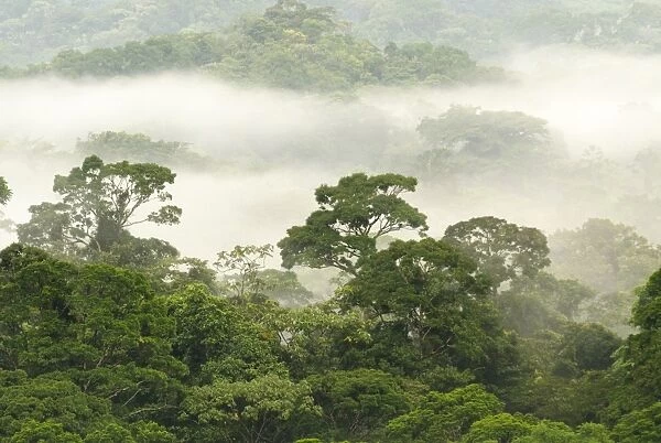 Cloudforest habitat, Volcan Arenal N. P. Alajuela Province, Costa Rica, August