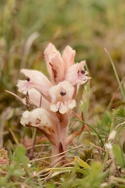 Clove-scented Broomrape (Orobanche caryophyllacea) flowerspike, Sandwich Bay, Kent, England, June