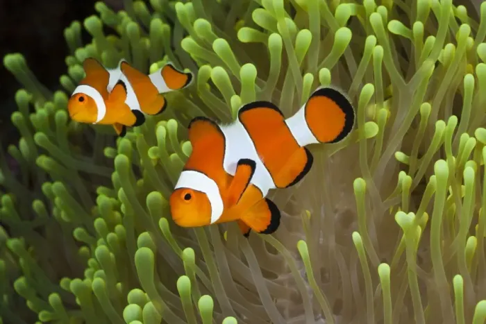 Framed Print : Clown Anemonefish, Amphiprion percula, Alam Batu, Bali, Indonesia Framed Print : Clown Anemonefish, Amphiprion percula, Alam Batu, Bali, Indonesia