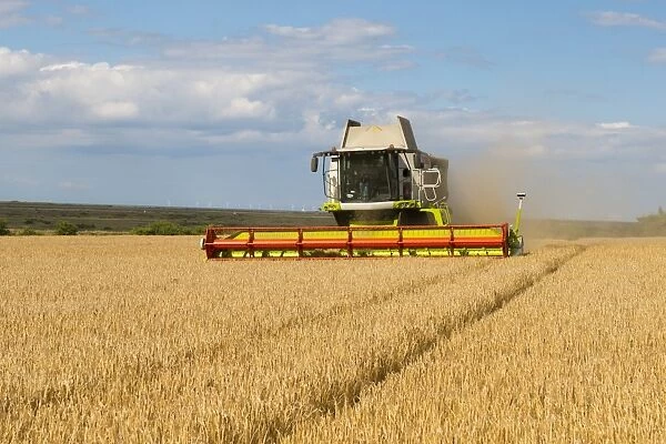 Cls combine harvester, harvesting Barley (Hordeum vulgare) Flagon crop, in coastal farmland with Sheringham Shoal