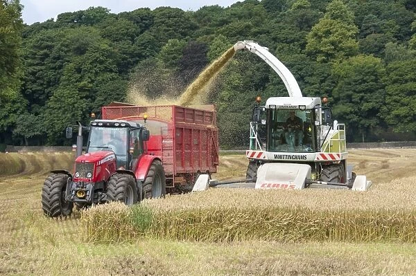 Cls forage harvester and Massey Ferguson tractor with wagon, harvesting whole-crop wheat crop for animal feed