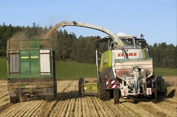 Cls forage harvester unloading into tractor with trailer, making alkalage with wholecrop cereals for animal feed