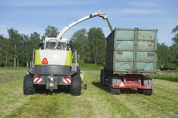 Cls Jaguar 850 forage harvester, cutting grass for silage and loading wagon, Alunda, Uppsala, Sweden, june