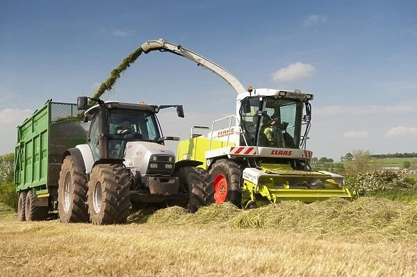Cls Jaguar 850 self propelled forage harvester, chopping grass and loading Hurlimann tractor with trailer for silage to