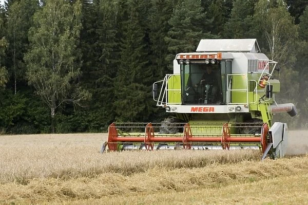 Cls Mega combine harvester, harvesting Barley (Hordeum vulgare) crop, Sweden