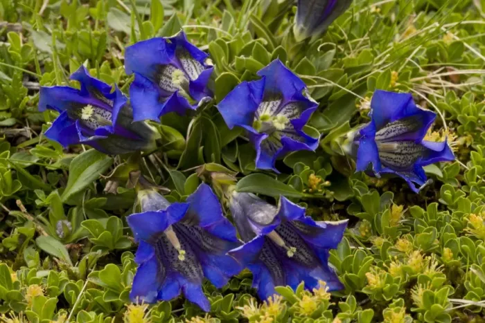 Framed Print : Clusiuss Gentian (Gentiana clusii) flowering, growing in turf on limestone, Julian Alps, Slovenia, june Framed Print : Clusiuss Gentian (Gentiana clusii) flowering, growing in turf on limestone, Julian Alps, Slovenia, june