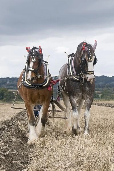 Clydesdale Horse, two adults, working, team at ploughing match, Hampshire, England