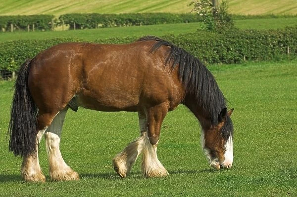 Clydesdale Horse, stallion, grazing in meadow, Cumbria, England