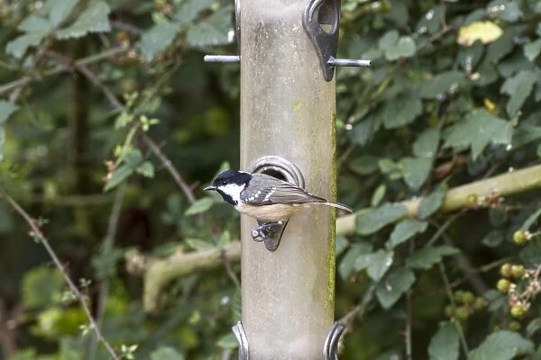 Coal Tit on bird feeder