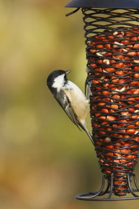 Framed Print : Coal Tit (Parus ater) adult, feeding on peanuts at hanging feeder, Powys, Wales, november Framed Print : Coal Tit (Parus ater) adult, feeding on peanuts at hanging feeder, Powys, Wales, november