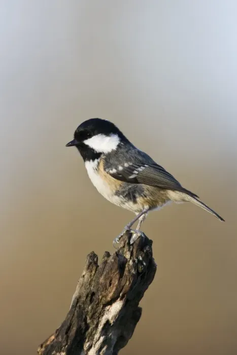 Framed Print : Coal Tit (Parus ater) adult, perched on branch, County Durham, England, november