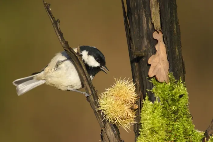 Framed Print : Coal Tit (Parus ater) adult, perched on branch in woodland, Yorkshire, England, autumn