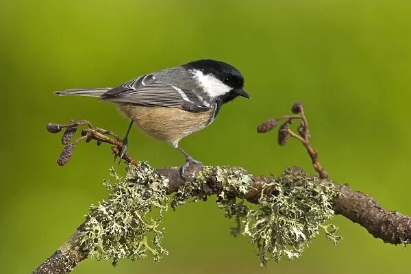 Coal Tit (Parus ater) adult, perched on lichen covered twig, in garden, Berwickshire, Scotland, spring