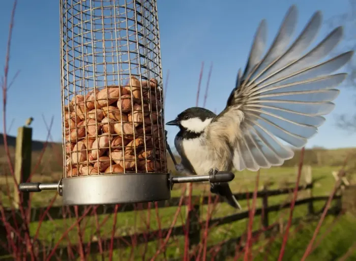 Framed Print : Coal Tit (Parus ater) adult, with wings spread, feeding on peanuts at hanging birdfeeder in rural garden, Whitewell, Lancashire, England, january