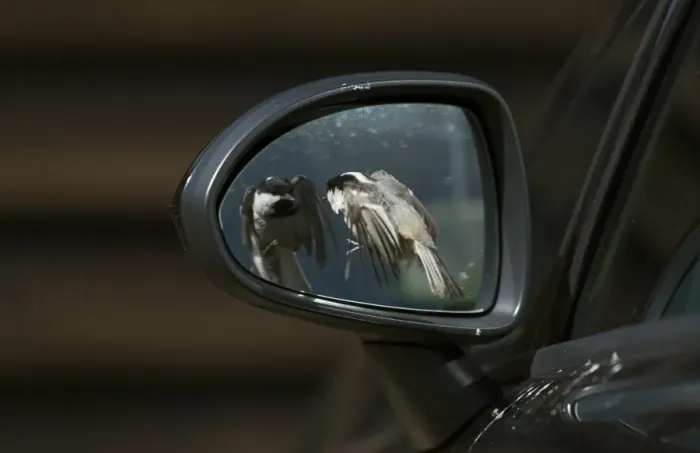 Framed Print : Coal Tit (Periparus ater) adult, in flight, attacking reflection in car wing mirror, England, April Framed Print : Coal Tit (Periparus ater) adult, in flight, attacking reflection in car wing mirror, England, April