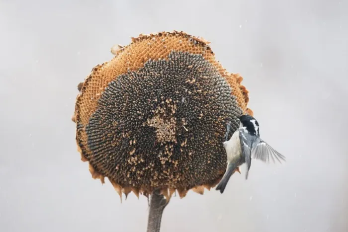 Framed Print : Coal Tit (Periparus ater) adult, feeding on Sunflower (Helianthus annuus) seeds, perched on seedhead during snowfall, Bulgaria, january Framed Print : Coal Tit (Periparus ater) adult, feeding on Sunflower (Helianthus annuus) seeds, perched on seedhead during snowfall, Bulgaria, january