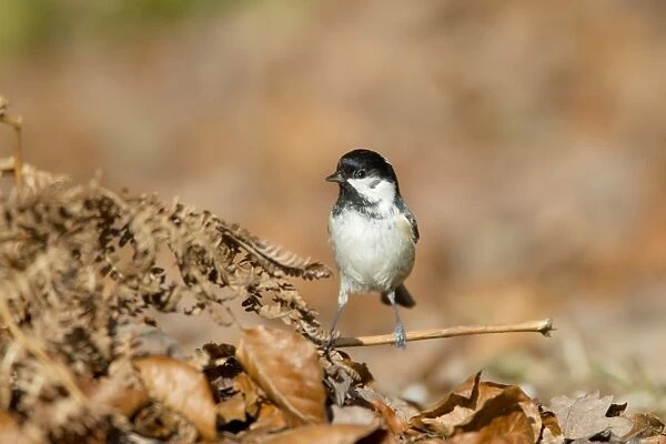 Coal Tit (Periparus ater) adult, foraging amongst leaf litter on forest floor, New Forest N. P