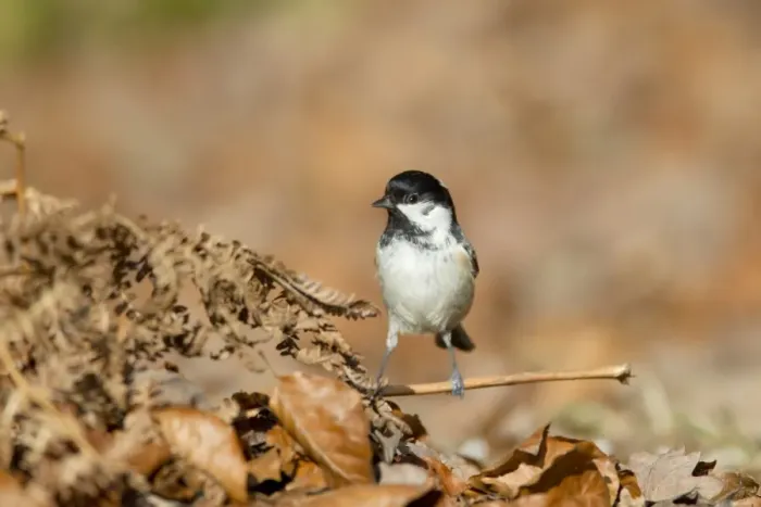 Framed Print : Coal Tit (Periparus ater) adult, foraging amongst leaf litter on forest floor, New Forest N. P Framed Print : Coal Tit (Periparus ater) adult, foraging amongst leaf litter on forest floor, New Forest N. P