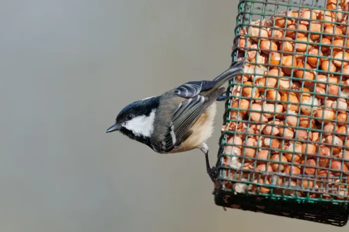 Framed Print : Coal Tit (Periparus ater) adult, feeding on peanuts at hanging birdfeeder, Norfolk, England, february Framed Print : Coal Tit (Periparus ater) adult, feeding on peanuts at hanging birdfeeder, Norfolk, England, february